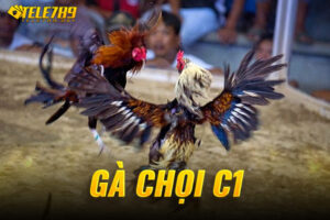 gà chọi c1