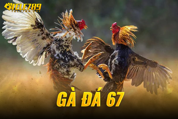 gà đá 67