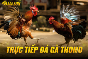 trực tiếp đá gà thomo